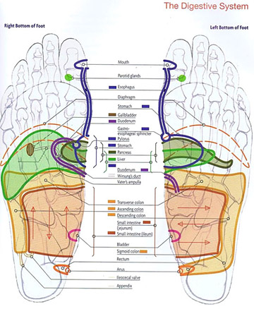 Vir: Totall Reflexology ( Martine Faure Alderson)